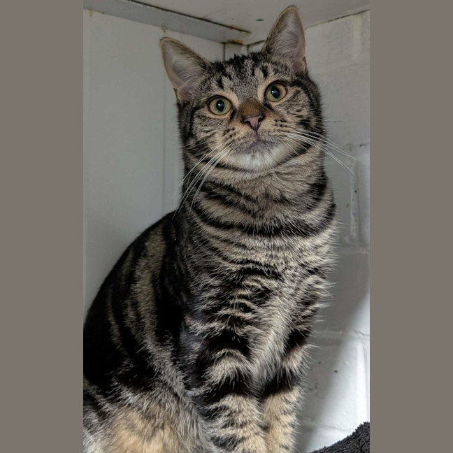 Photo of Tenor