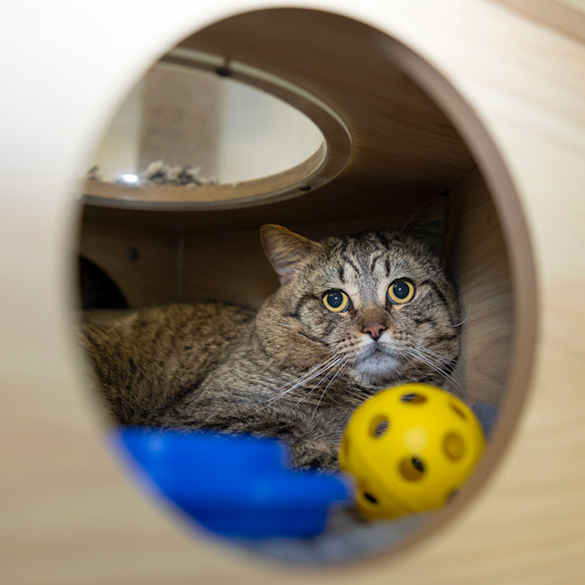 Photo of Ralfie (Previously Purrcasso)