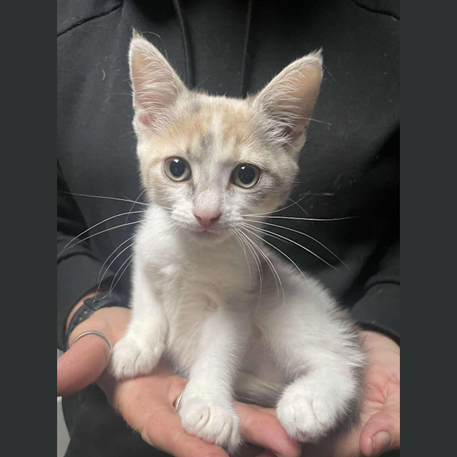 Photo of Nala