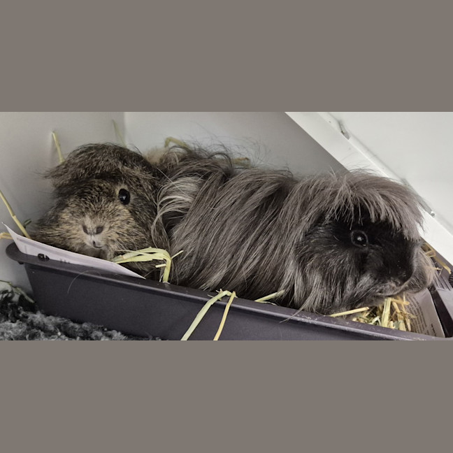 Photo of Coco (Bonded To Patch)