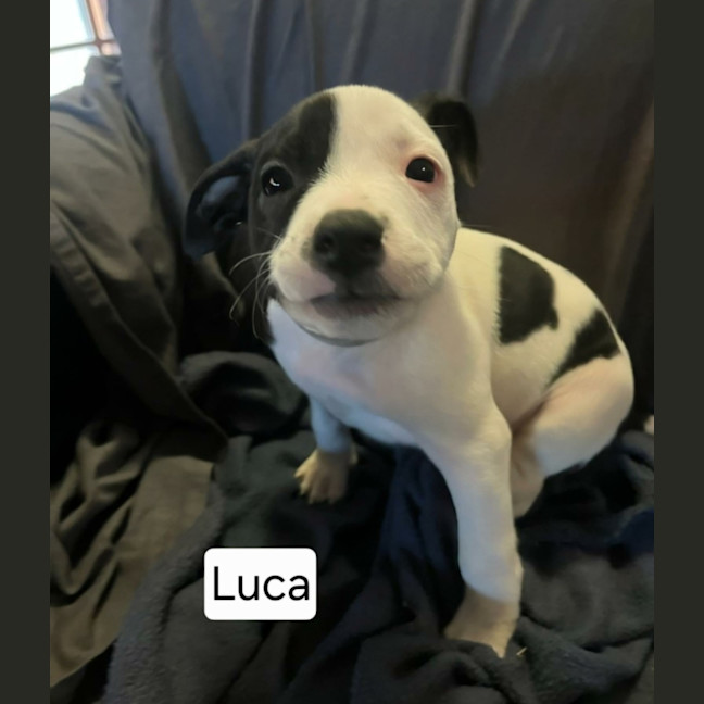 Photo of Luca
