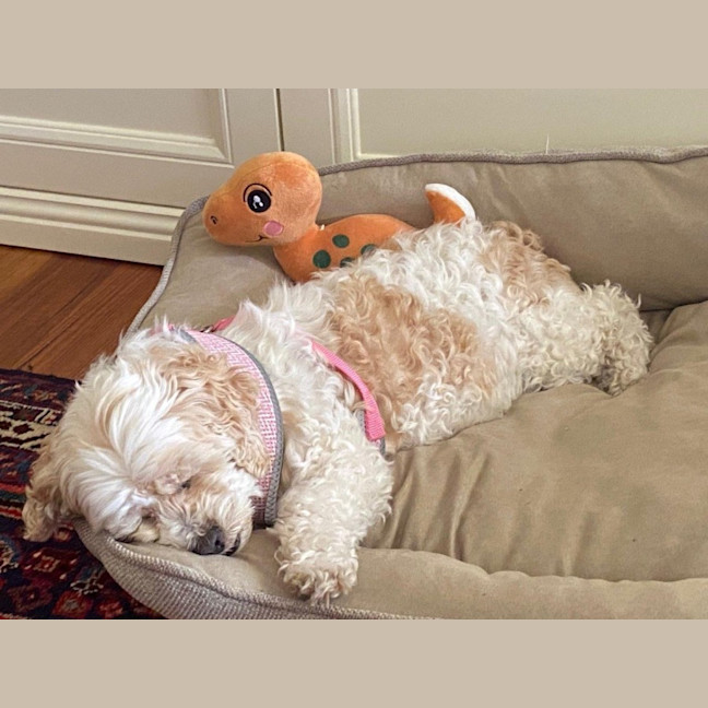 Photo of Bella Wensleydale