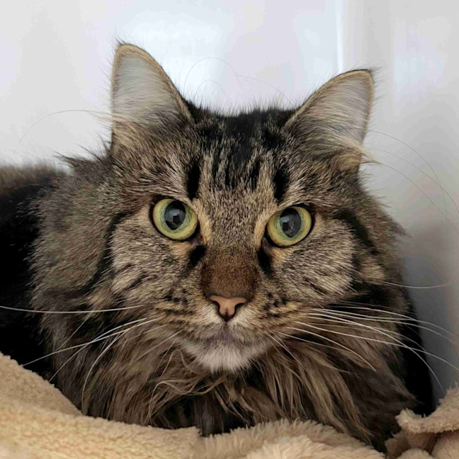 Photo of Tootsie Sua013154