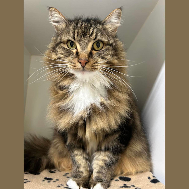 Photo of 💥 Simon 5510 💥