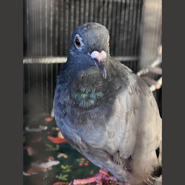 Photo of Lufi