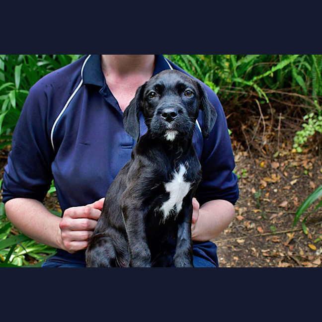 Photo of Indiana Bones