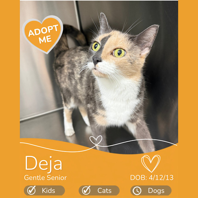 Photo of Deja 