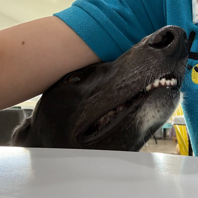 Photo of Cadence The Greyhound