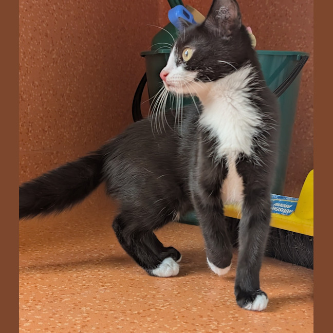 Photo of Sox