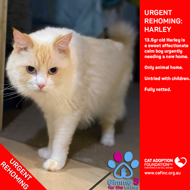 Photo of Harley