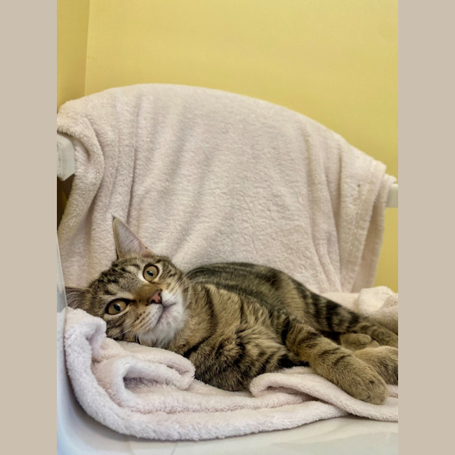 Photo of Peppercorn