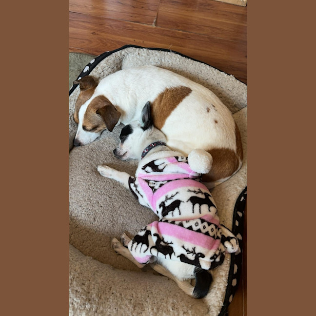 Photo of Burrito