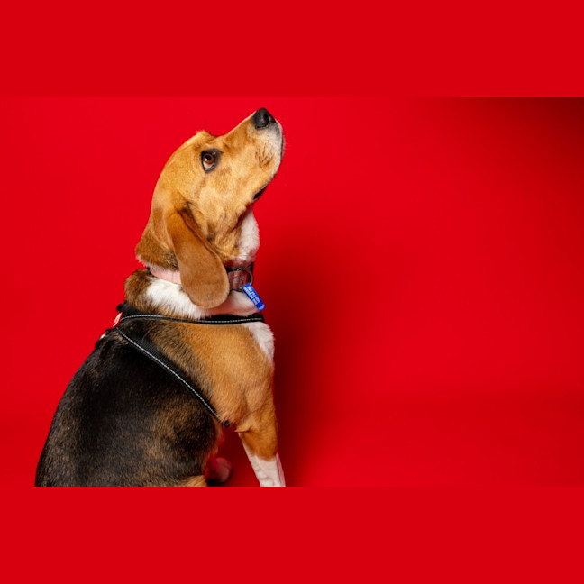 Photo of Hart   4 Year Old Beagle