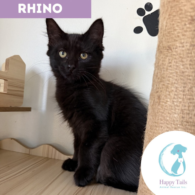 Photo of Rhino