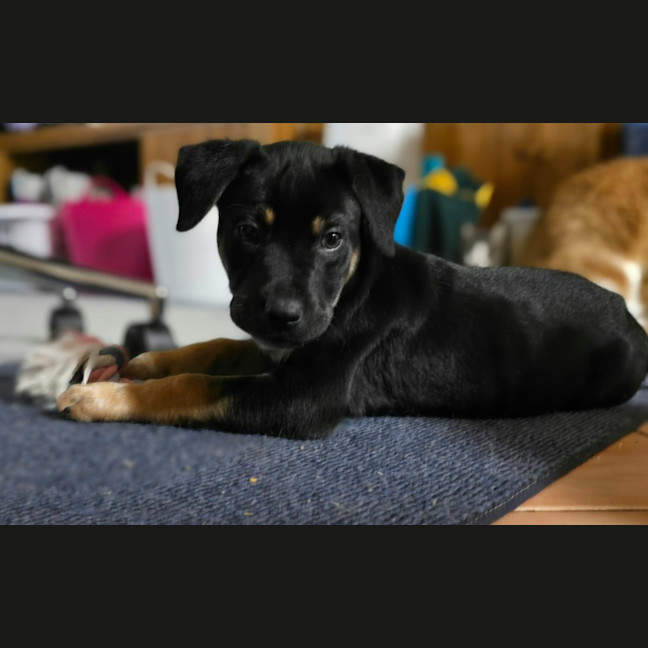 Photo of Hugo
