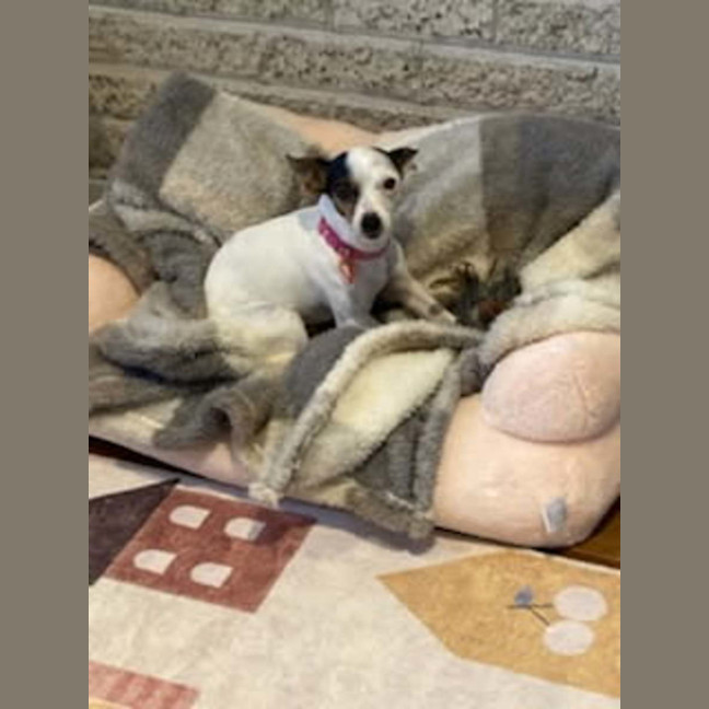 Photo of Rat And Mouse