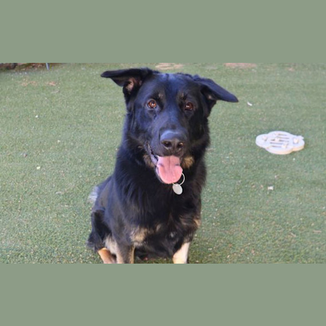 Photo of Odin