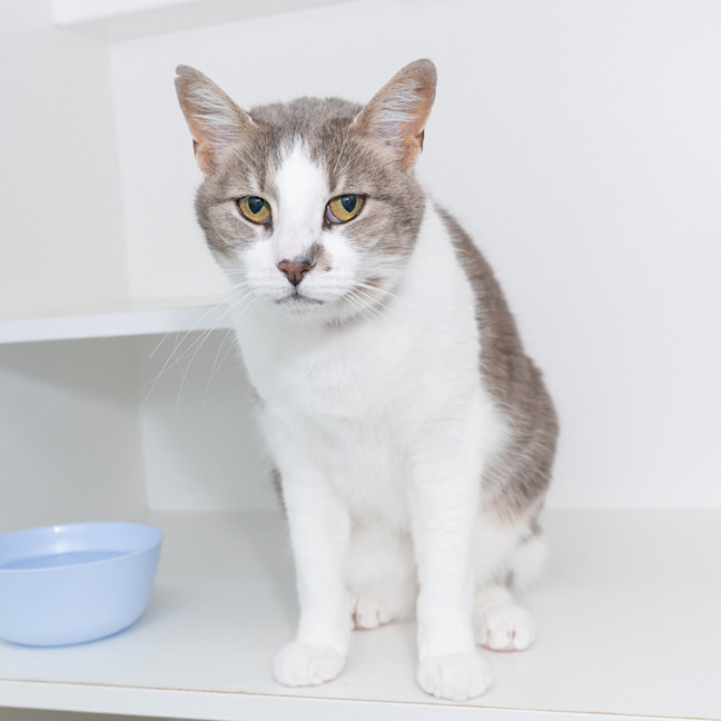 Photo of Prim