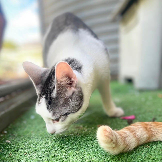 Photo of Maverick