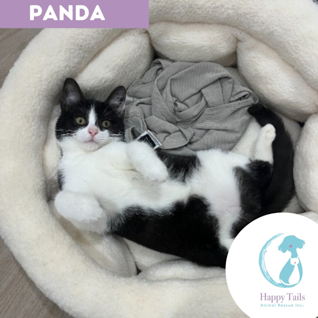 Photo of Panda