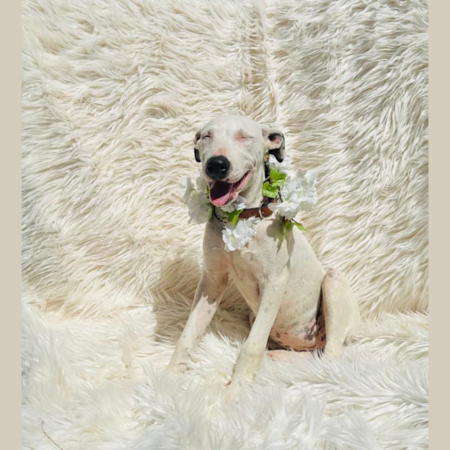 Photo of Lumi