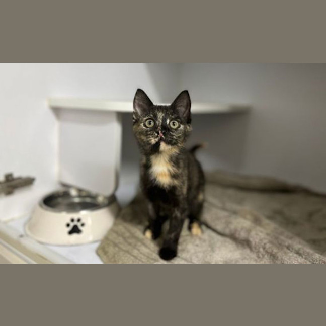 Photo of Pepper