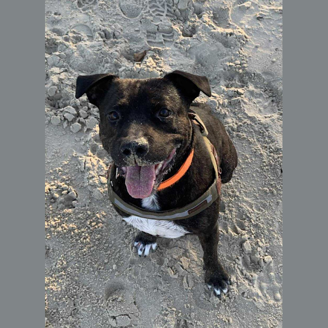Photo of Buster