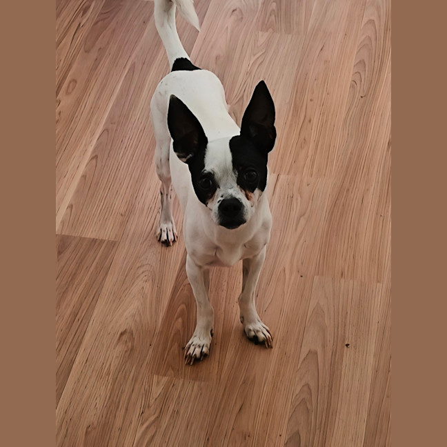 Photo of Billie   4 Year Old Chihuahua