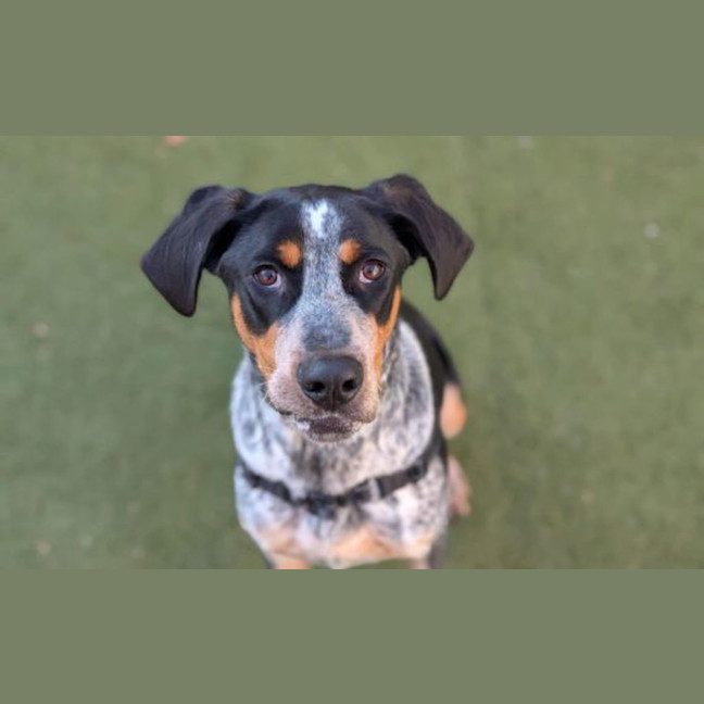 Photo of Banjo