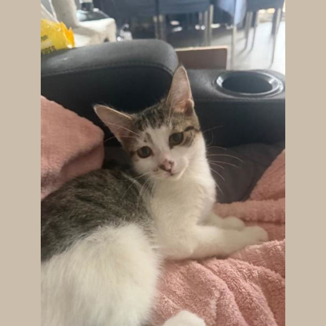 Photo of Archer
