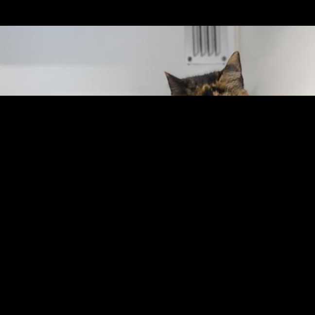 Photo of Kiki