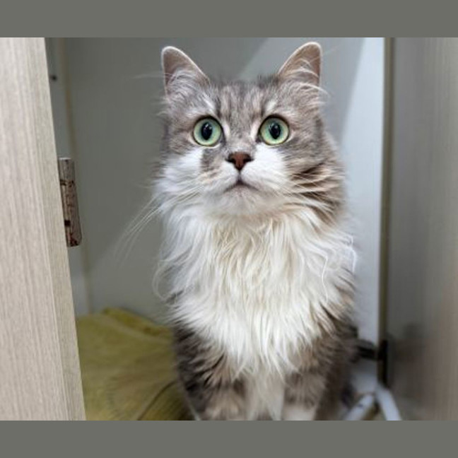 Photo of Diamond