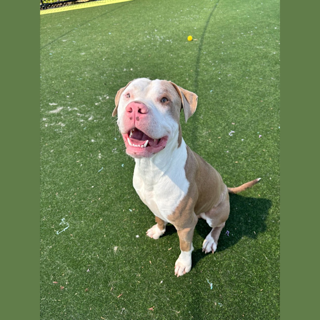 Photo of Ferb Imp 2120