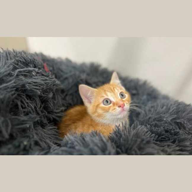 Photo of Cheddar