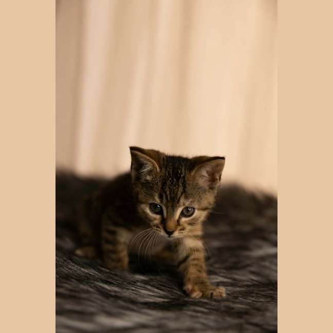 Photo of Peanut 🥜