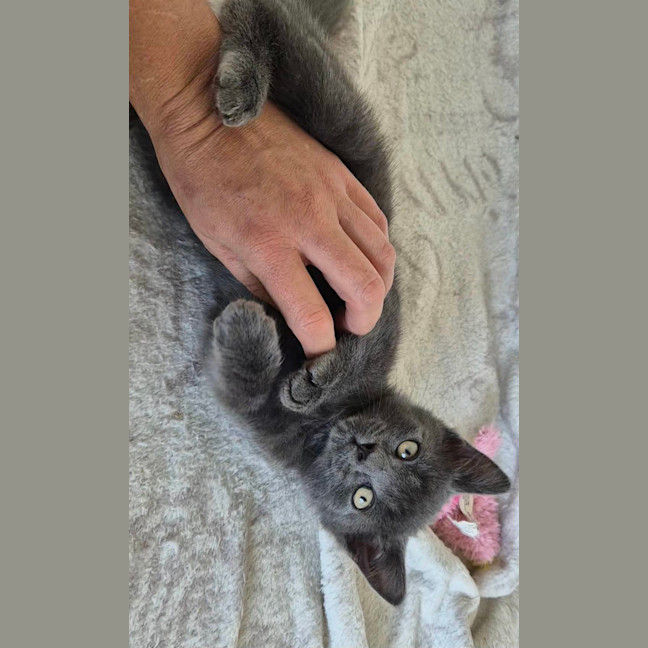 Photo of Pocket