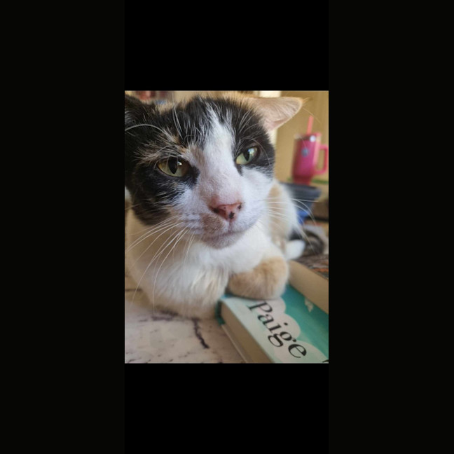 Photo of Pudding