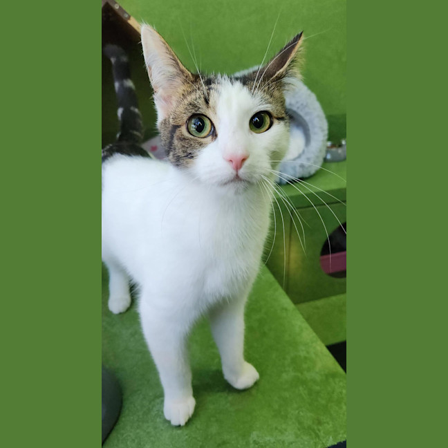 Photo of Pookie (Bonded With Pookie)