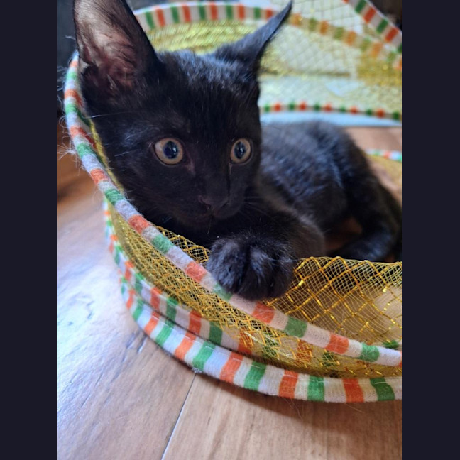 Photo of Sprocket