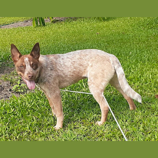 Photo of Rosie