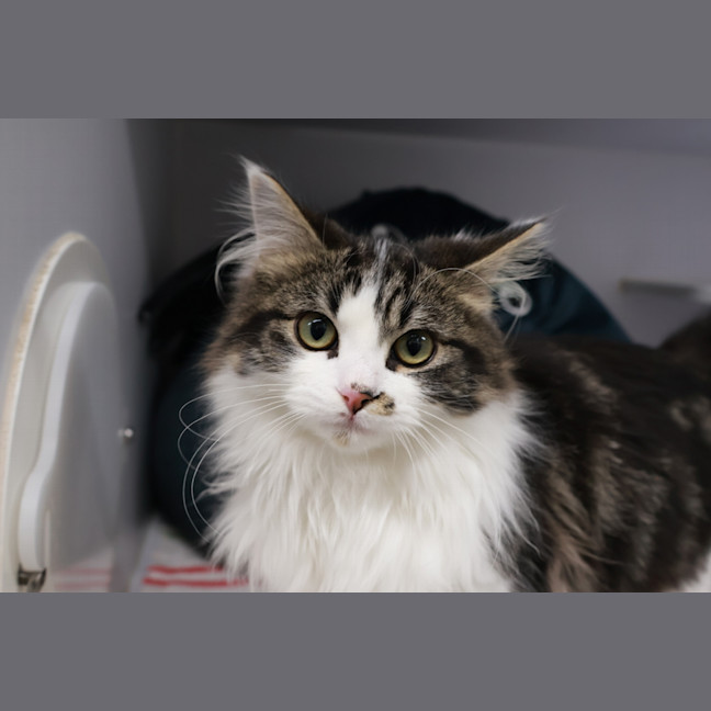 Photo of Pina Colada 