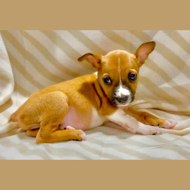 Photo of Pancake