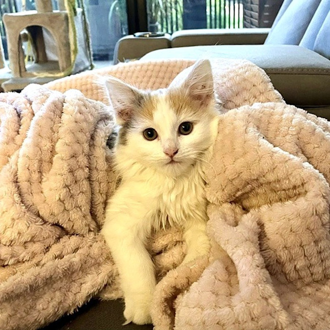 Photo of Kitty