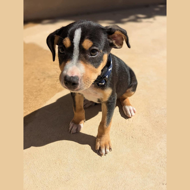 Photo of Dracule Mihawk