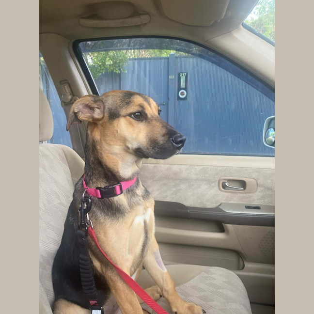 Photo of Lacey