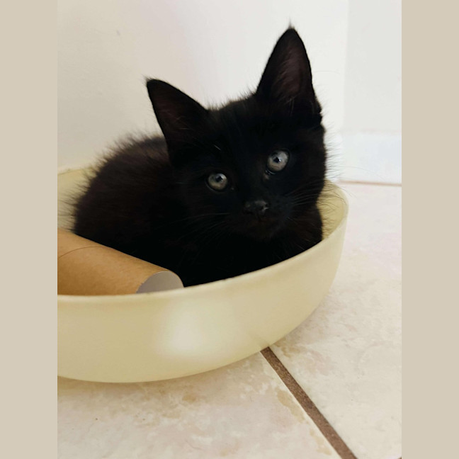 Photo of Cyrus