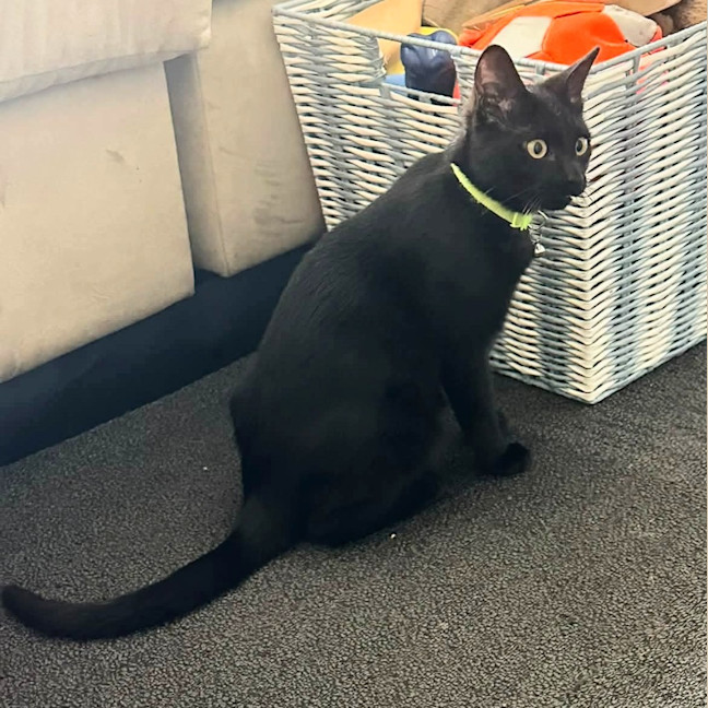 Photo of Buttercup