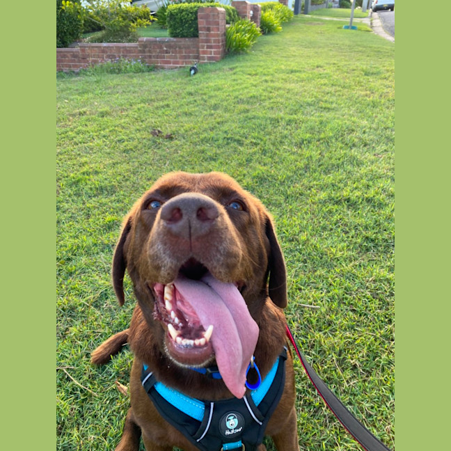 Photo of Bear   4 Year Old Labrador