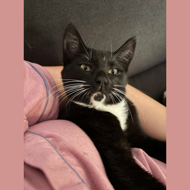 Photo of Whimsy
