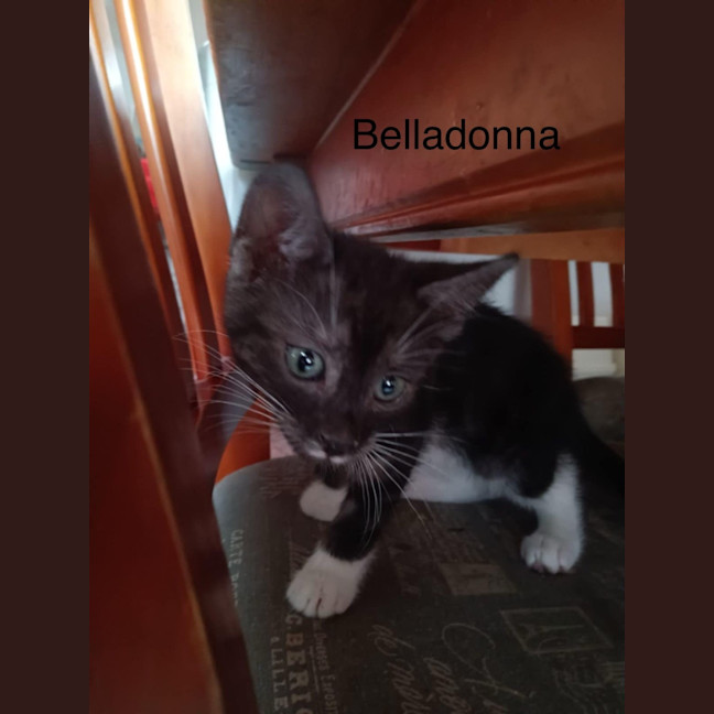 Photo of Belladonna *9 Lives Project Rescue*